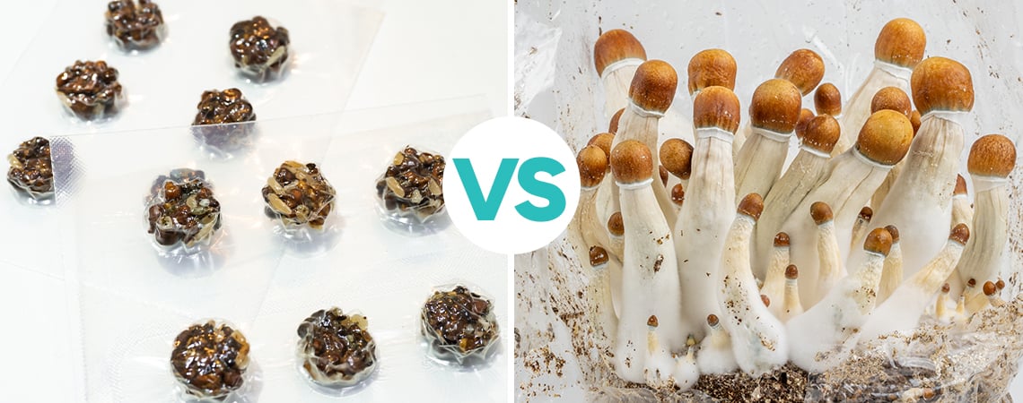 Truffes magiques VS champignons magiques : qui va gagner ?
