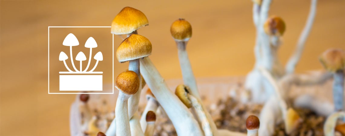 Top 5 Des Kits De Culture De Champignons Magiques