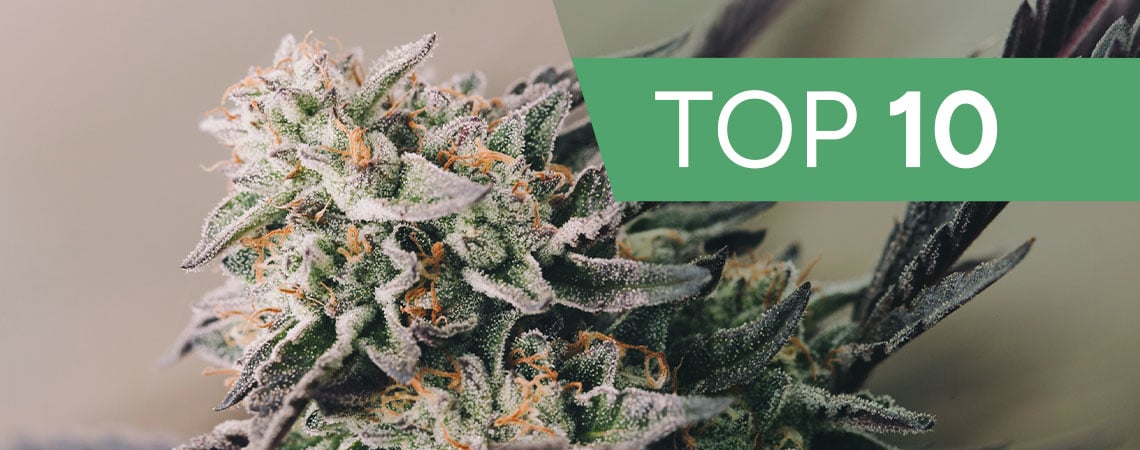 Top 10 Des Variétés De Cannabis Les Plus Rapides De 2024