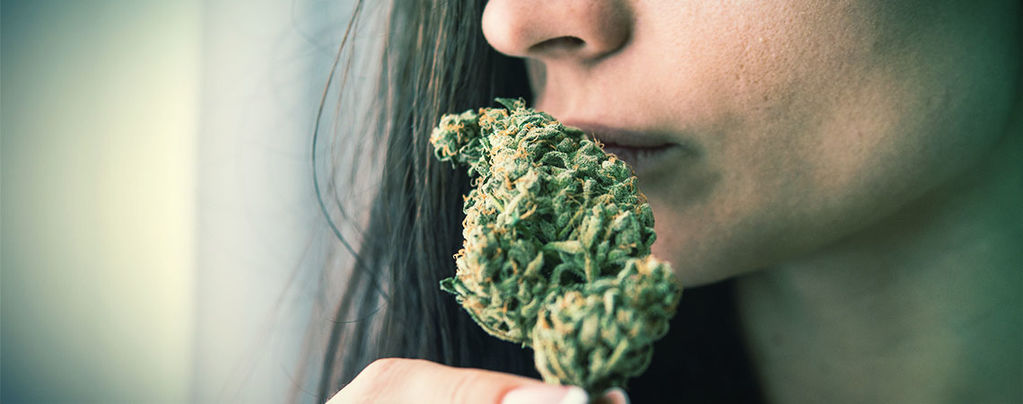 Éliminer L’Odeur Du Cannabis
