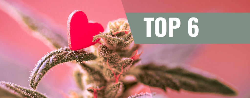 Top 6 Des Variétés De Cannabis Pour La Saint-Valentin