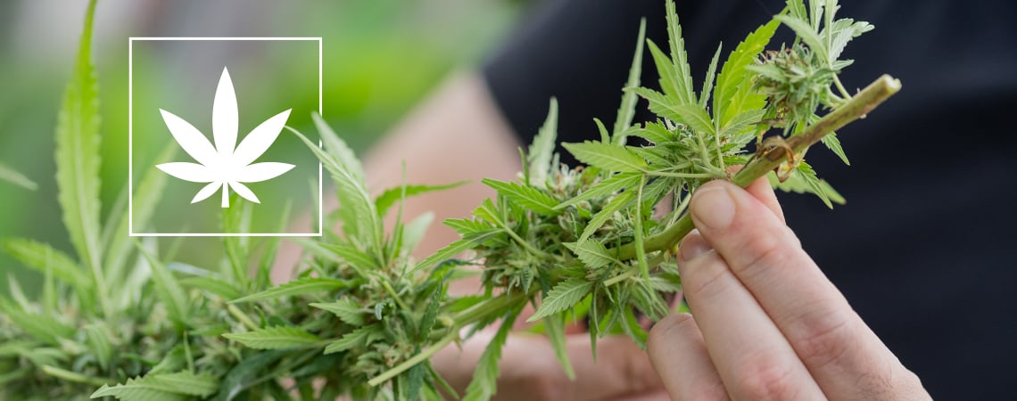 Variétés de cannabis sous 1% THC