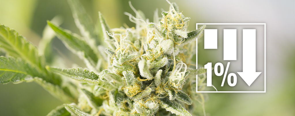 Variétés De Cannabis Sous 1% THC