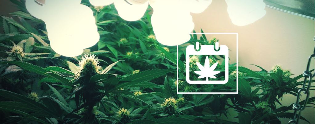 Récolte Perpétuelle : Comment Récolter Du Cannabis Toute L’Année