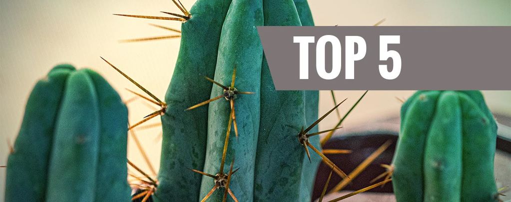 Top 5 Des Cactus À Mescaline