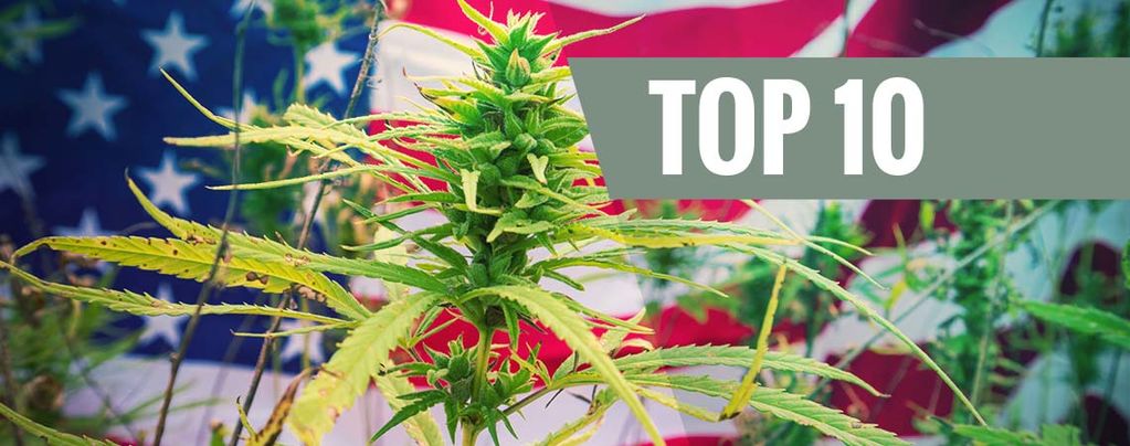 Top 10 Des Variétés De Cannabis Issues Des États-Unis 