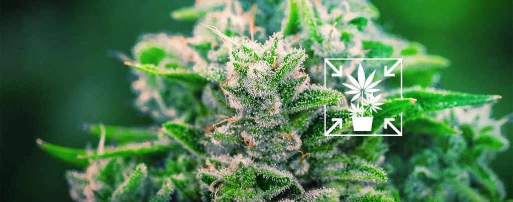 Comment Cultiver Des Petits Plants Compacts De Cannabis 