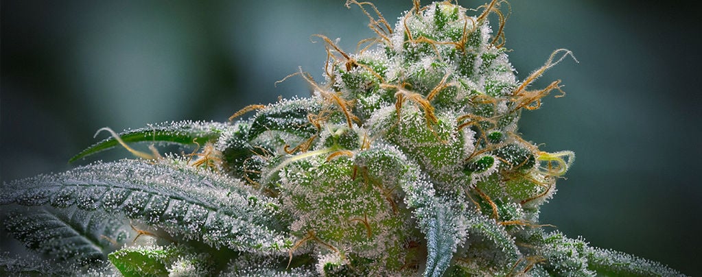 Tout Ce Qu’il Faut Savoir Sur Les Trichomes