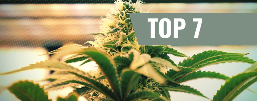 Top 7 des critères d’éclairage pour la culture du cannabis