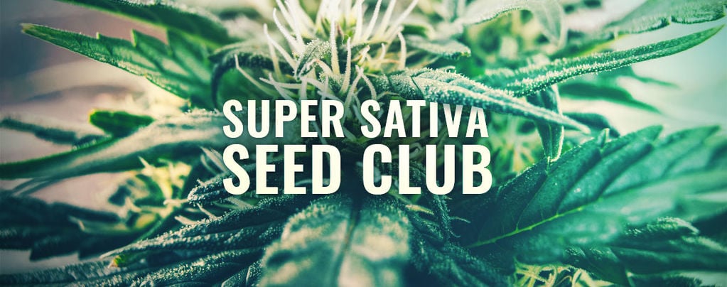 Super Sativa Seed Club Est De Retour ! 