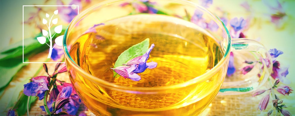 Thé À La Salvia Divinorum
