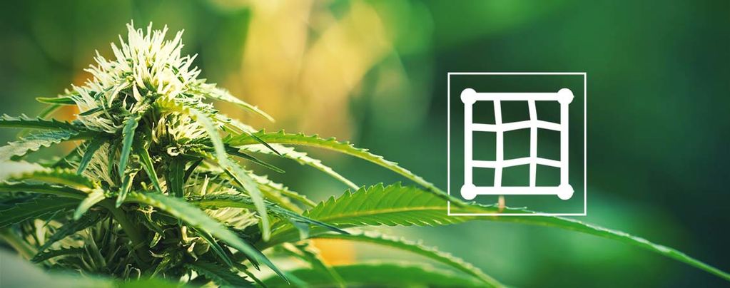 Les Meilleures Variétés De Cannabis À Cultiver En Screen Of Green (ScrOG)