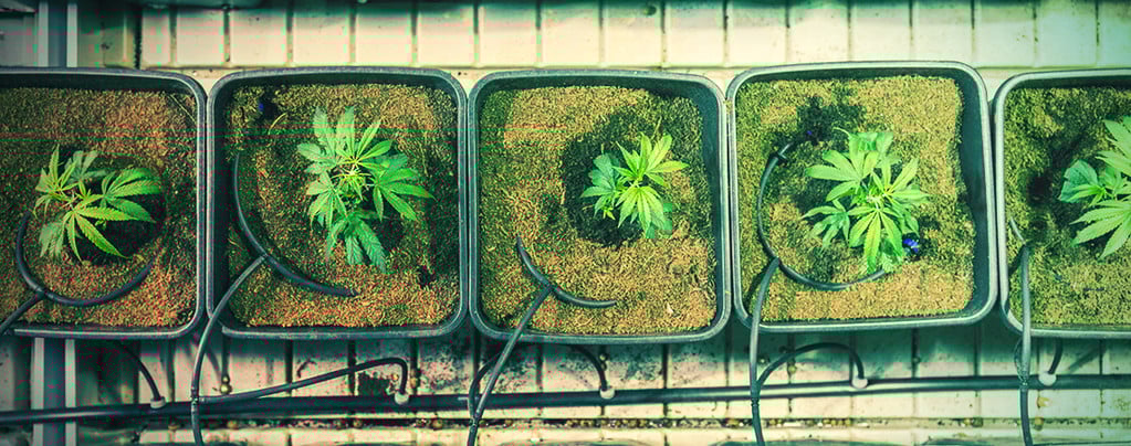 Quand Et Comment Rempoter Un Plant De Cannabis Pour Augmenter Ses Rendements