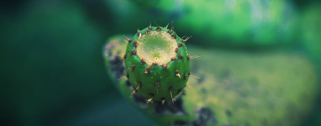 Comment Cultiver Un Cactus À Partir D'Une Bouture