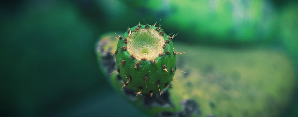 Cactus à Mescaline