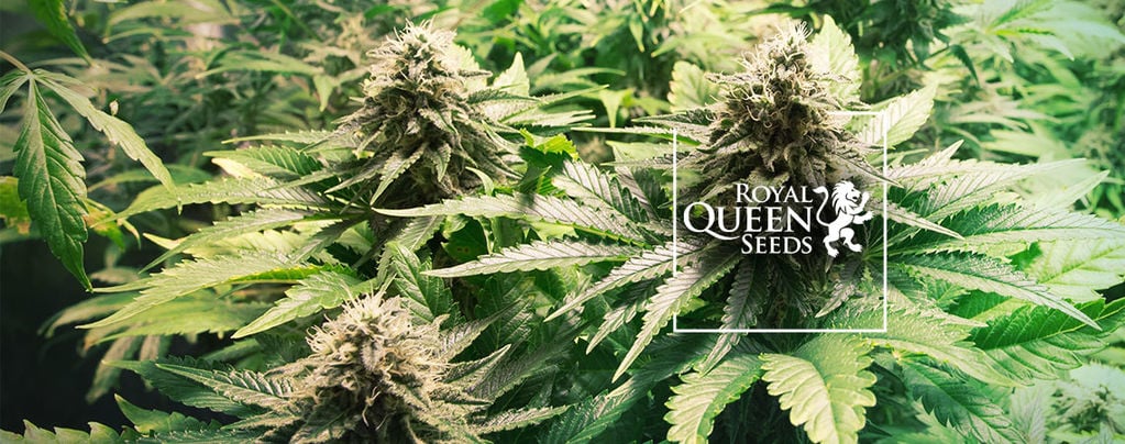 Top 10 Des Variétés De Cannabis Par Royal Queen Seeds [2025]