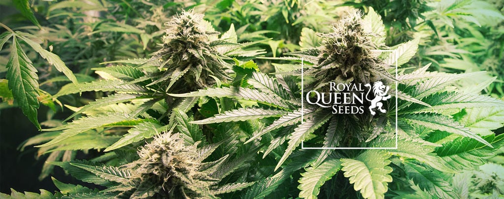 Top 10 Des Variétés De Cannabis Par Royal Queen Seeds [2022]