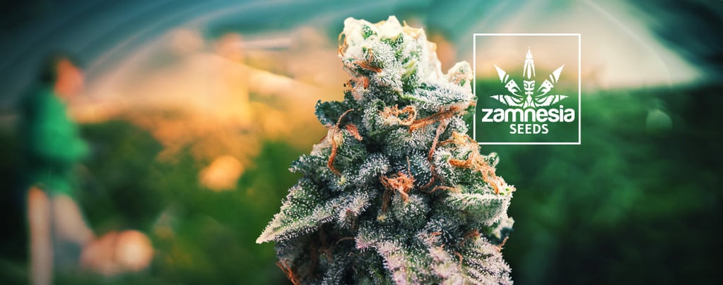 Gelato (Zamnesia Seeds) féminisée