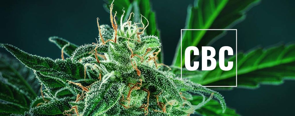 What You Need to Know About Cannabichromene
