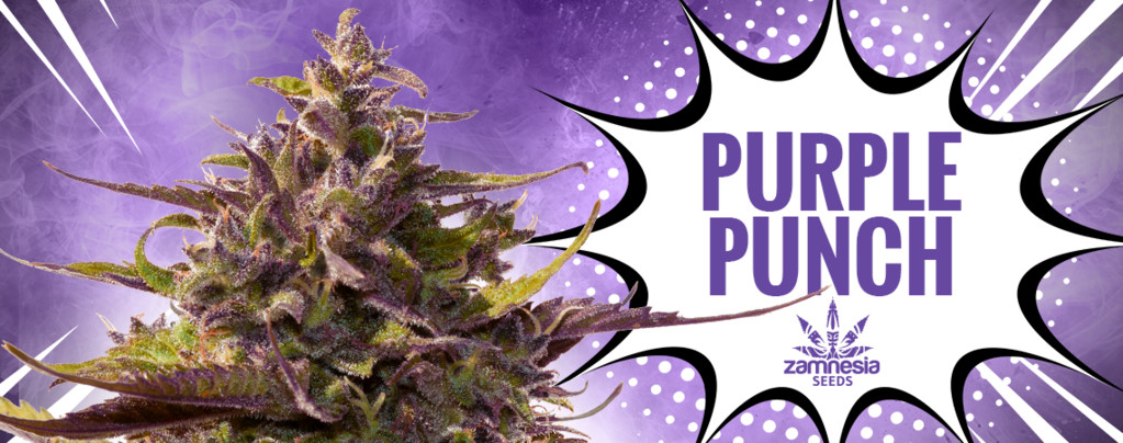 Purple Punch (Zamnesia Seeds) féminisée