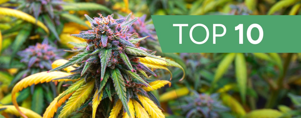 Top 10 Des Variétés De Cannabis Pour Cet Automne