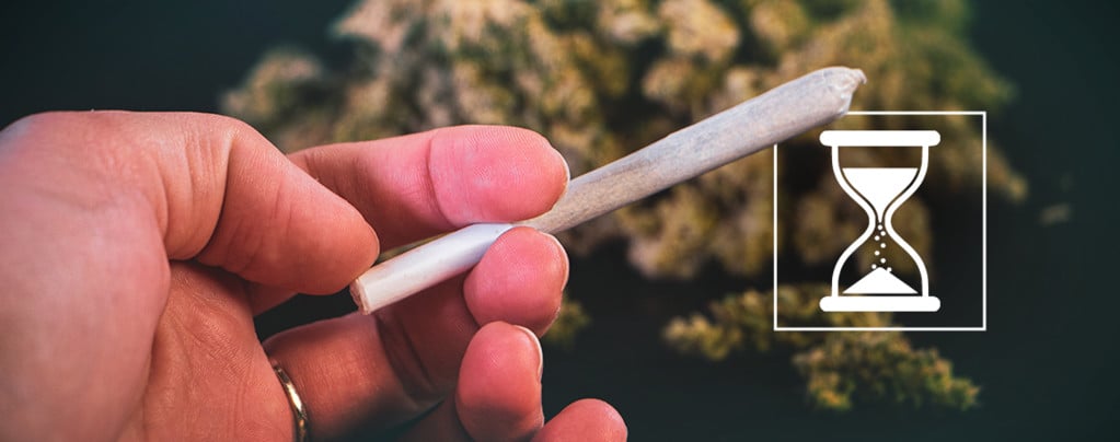 L’herbe Peut-elle Se Périmer ? Voici Comment Garder La Qualité De Vos Têtes