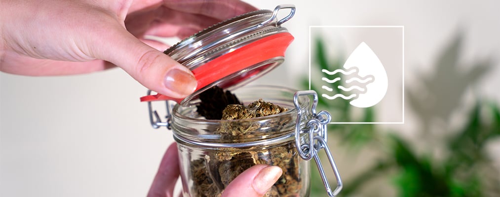 Comment Réaliser Un Séchage Et Un Curing Correct Des Têtes De Cannabis