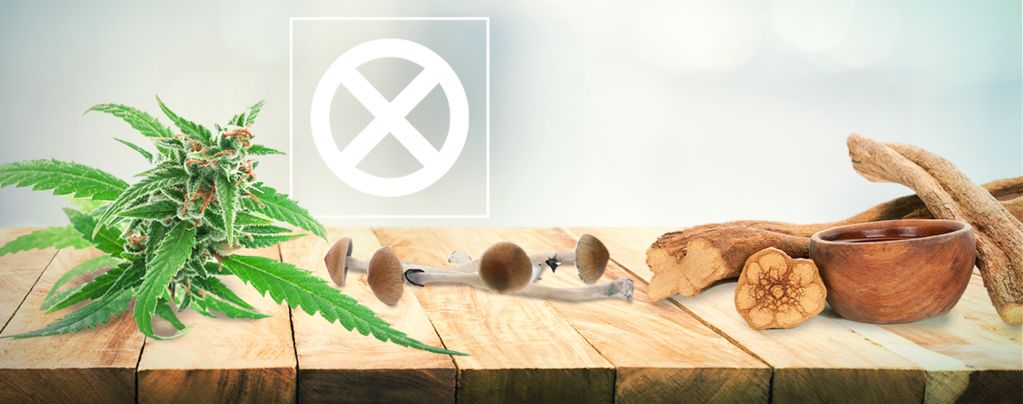 La Weed, Les Champignons Et L’Ayahuasca Ne Sont Pas Des Drogues