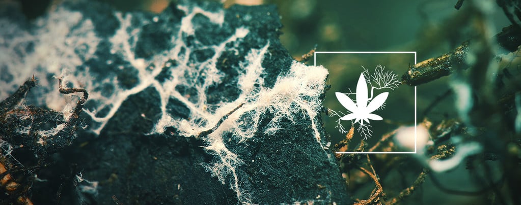 Augmenter Les Rendements Du Cannabis Grâce Aux Mycorhizes