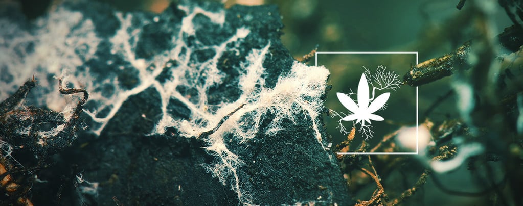 Easy Roots Mycorrhiza Mix