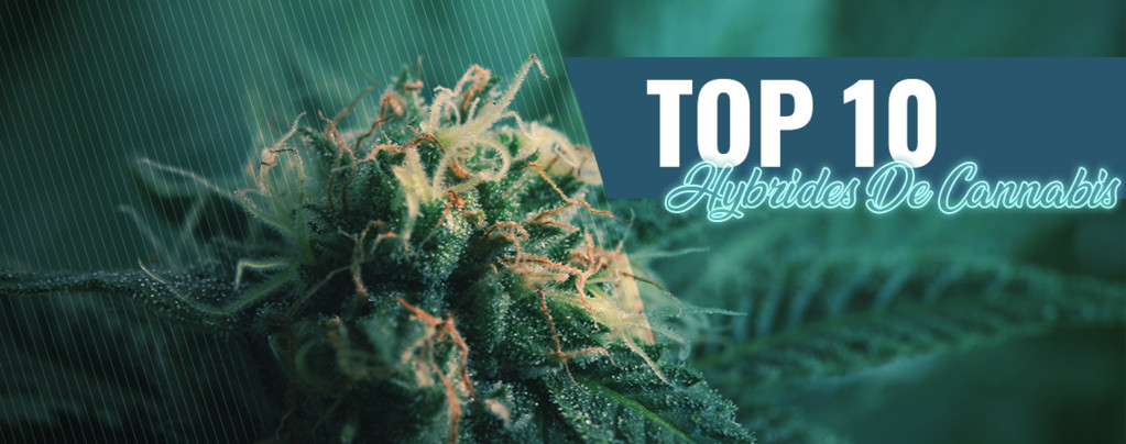 Top 10 Des Variétés Hybrides De Cannabis À Amsterdam