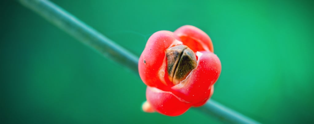 Qu’est-ce Que Le Ma Huang (Ephedra Sinica) Et Que Fait-il ?