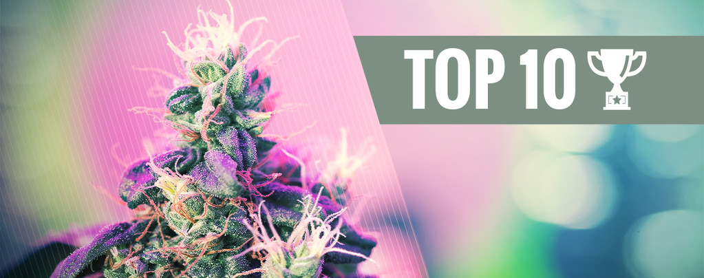 Top 10 Des Variétés De Cannabis Primées 