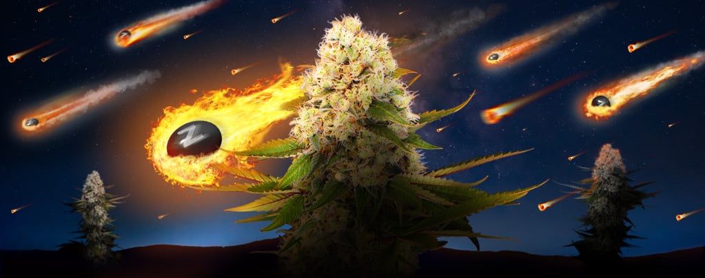Black ZZ (Exotic Seed x Zamnesia) féminisée