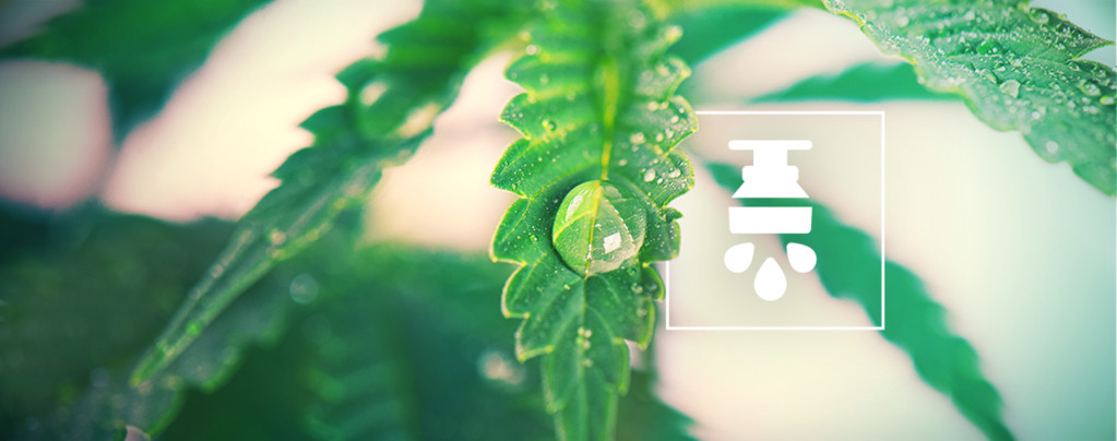 Avantages De L'Utilisation D'Un Système D'Irrigation Pour Le Cannabis