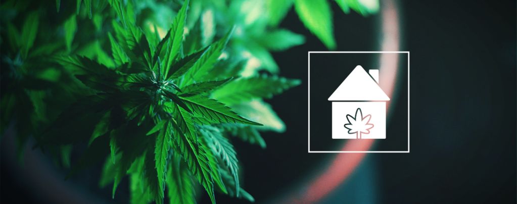 Cultiver Cannabis Endroits Chez Vous
