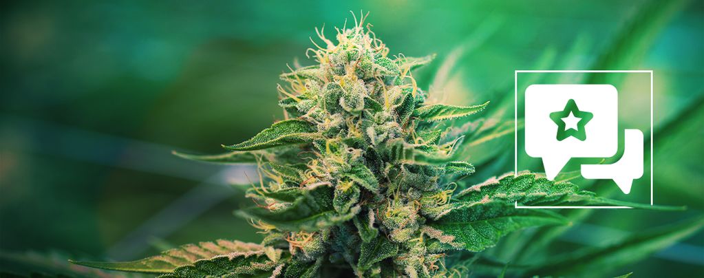 Super Silver Haze (Zamnesia Seeds) féminisée