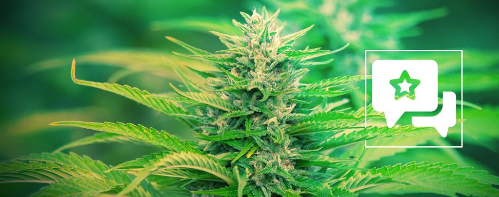 Gorilla Zkittlez (Barney's Farm) Féminisée