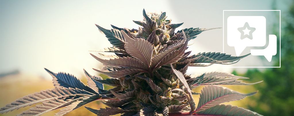 Wedding Cake (Zamnesia Seeds) féminisée