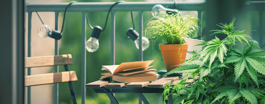 Top 10 Des Variétés De Cannabis À Cultiver Sur Un Balcon Ou Une Terrasse