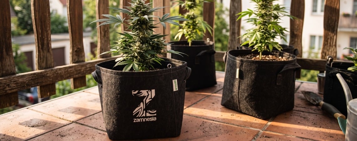 Top 10 Des Variétés De Cannabis À Cultiver Sur Un Balcon Ou Une Terrasse