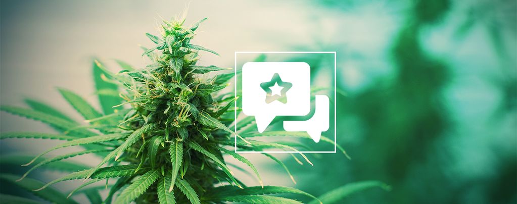 Tangerine Dream : Évaluation Et Informations Sur La Variété