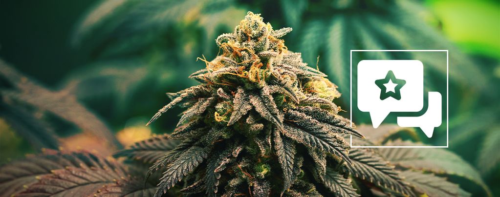 GG4 (Zamnesia Seeds) féminisée