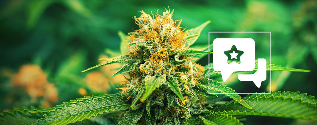 Mango Haze (Mr. Nice) régulière