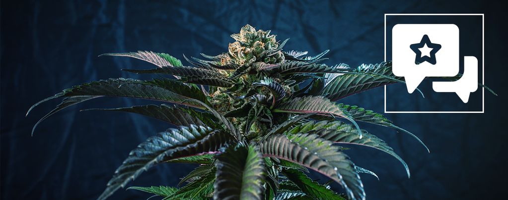 Silver Haze (Sensi Seeds) régulière