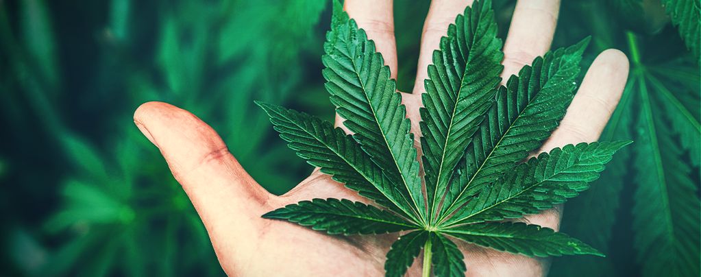 Le Cannabis Est-Il Addictif ?