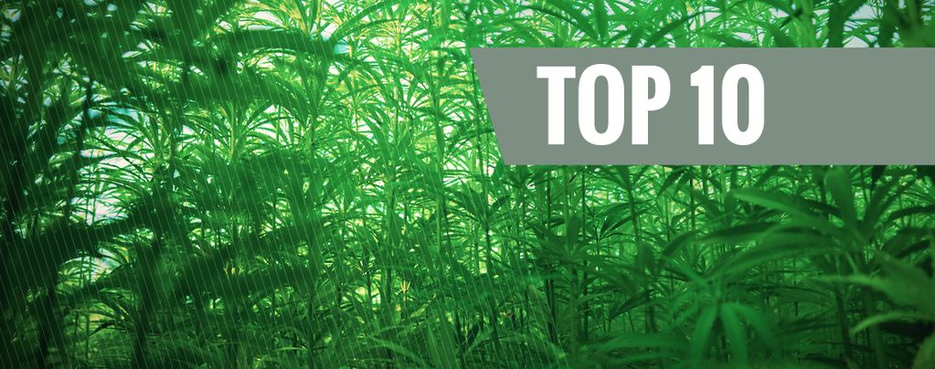 Top 10 Des Plus Grandes Variétés De Cannabis