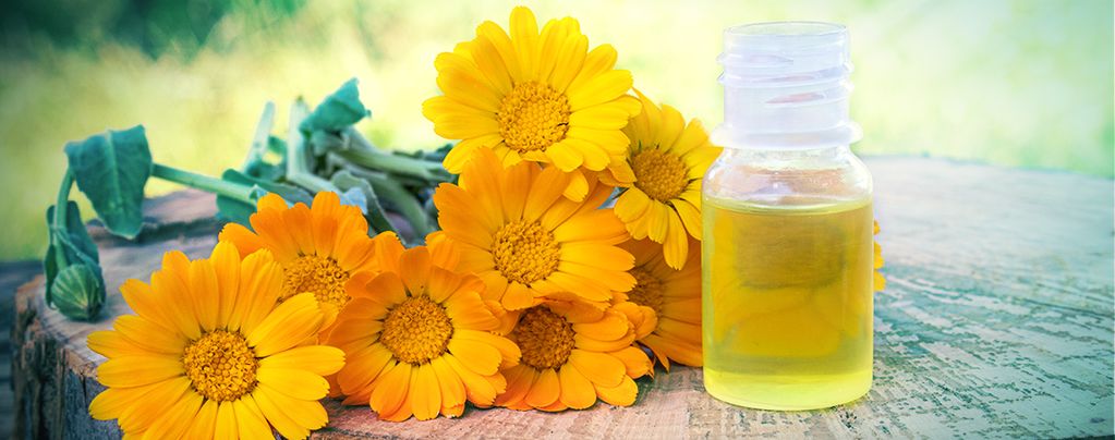 Souci (Calendula officinalis) Buddy Pack