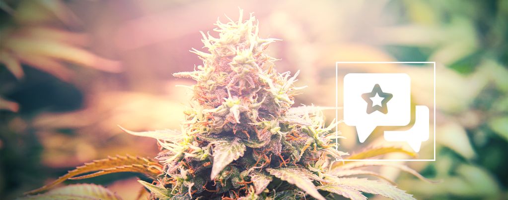 Candy Kush: Évaluation & Informations De Variété De Cannabis