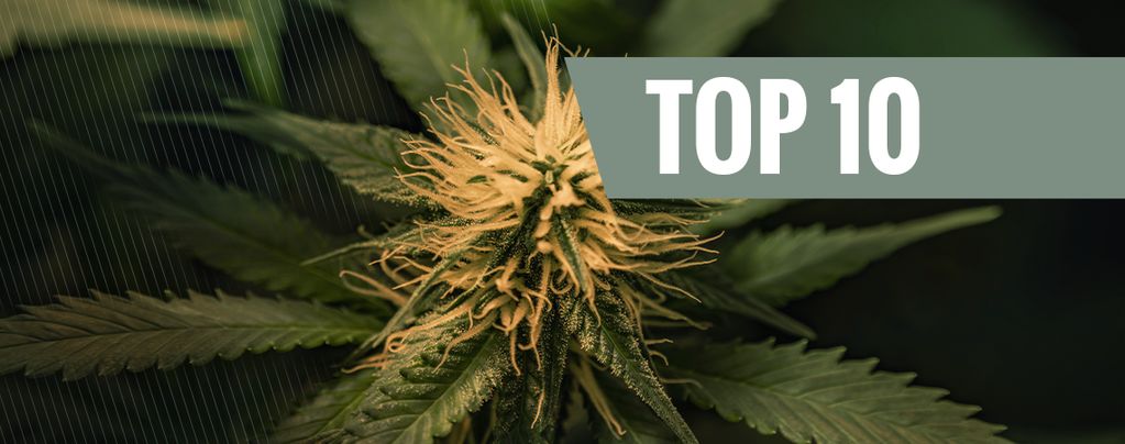 Top 10 Des Variétés De Cannabis Cheese